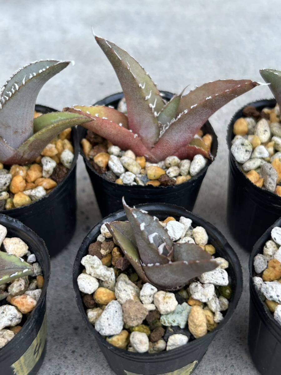 親株出品　アガベ　オテロイ実生　チタノタ アガベ オテロイ実生 選抜 強鋸歯 vovo11 アガベ チタノタ 狼人